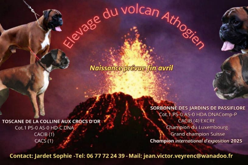 Gestation Confirmée !! Bébés FIN AVRIL 2026