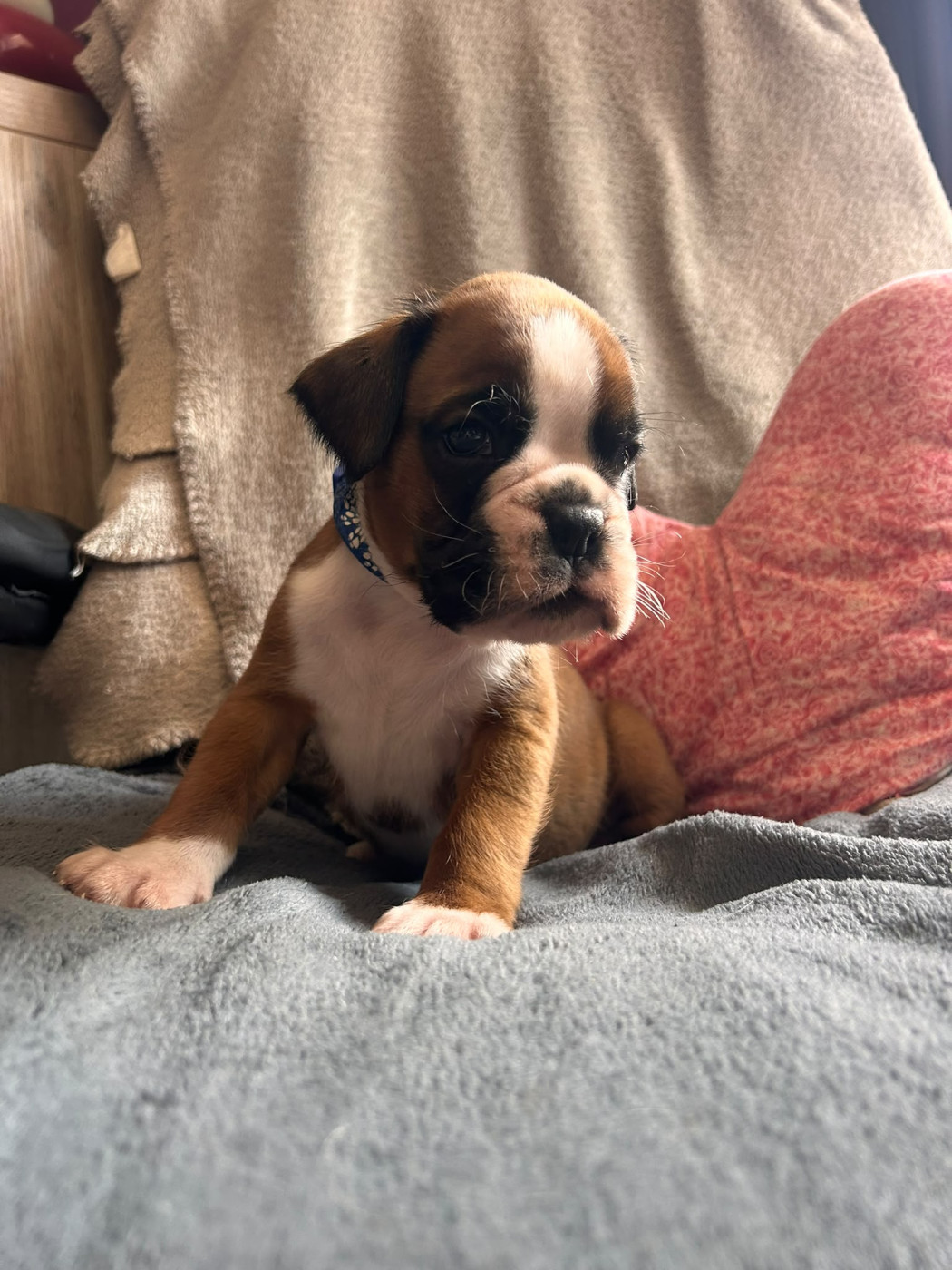 Chiot Boxer Du Volcan Athogien