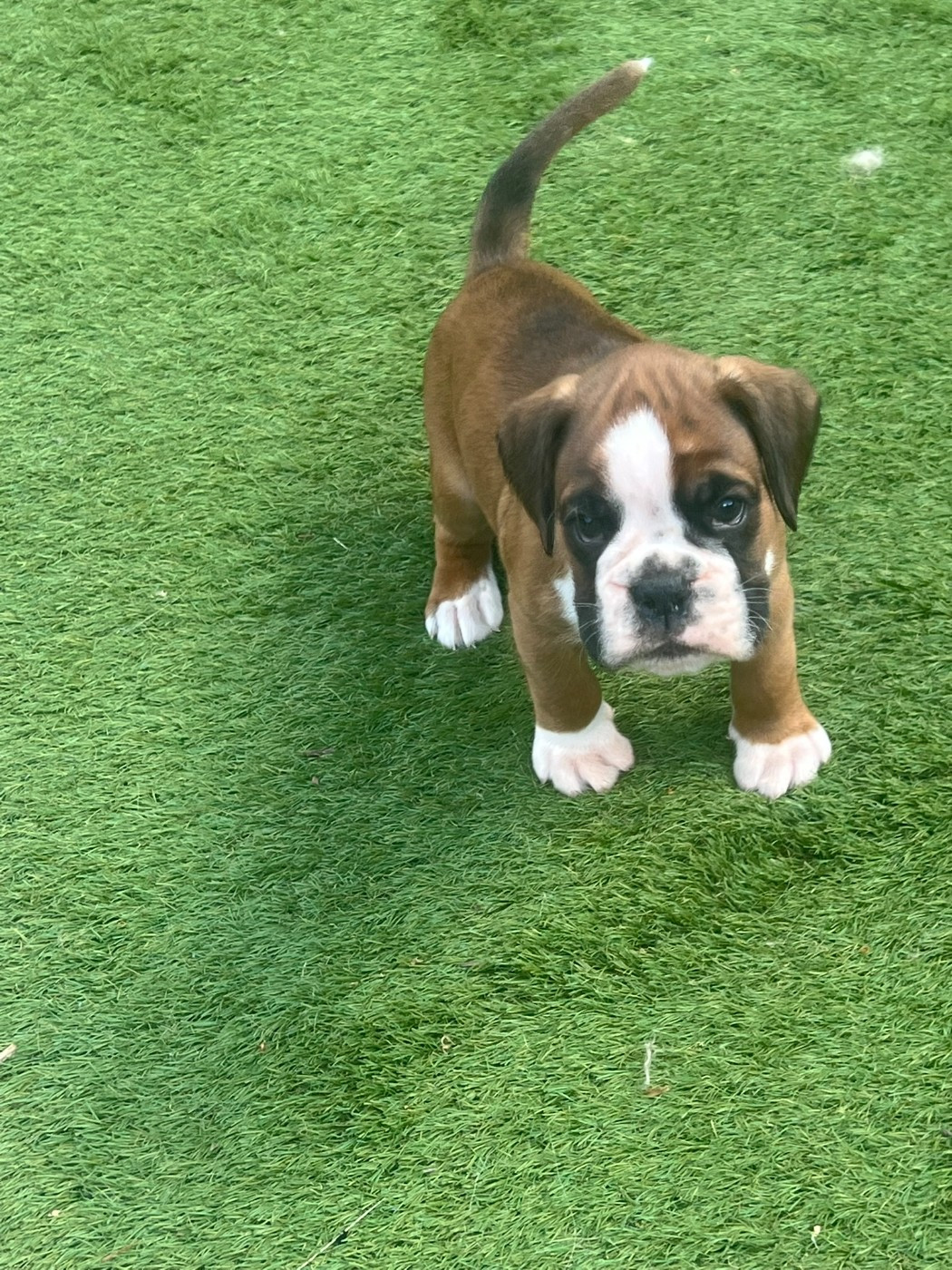 Du Volcan Athogien - Chiots disponibles - Boxer